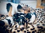 Jack Russel pups, Dieren en Toebehoren, Honden | Jack Russells en Terriërs, Particulier, Meerdere, 8 tot 15 weken, Meerdere dieren