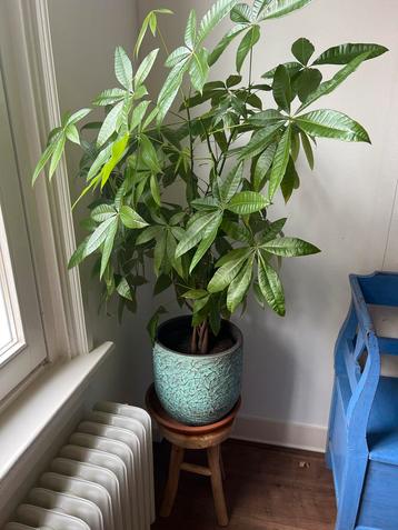 Pachira Aquatica plant (Geldboom) in sierpot Evi Antique beschikbaar voor biedingen