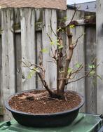 Acer pseudo plantanus bonsai, Tuin en Terras, Planten | Bomen, Ophalen, Bloeit niet, Halfschaduw, Overige soorten