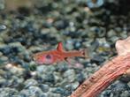 Hobbyaquarium Boraras Maculatus/ dwergrasbora, Vis, Zoetwatervis, Schoolvis