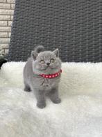 Schitterende Britse korthaar kittens, Dieren en Toebehoren, Katten en Kittens | Raskatten | Korthaar, Meerdere dieren, Gechipt