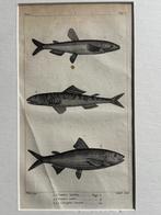 O U D 1812 - vissen gravure - plate 6, Ophalen of Verzenden