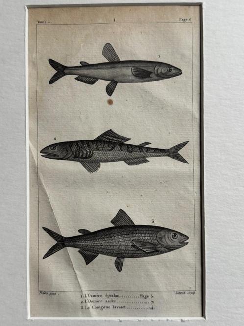 O U D 1812 - vissen gravure - plate 6, Antiek en Kunst, Kunst | Etsen en Gravures, Ophalen of Verzenden