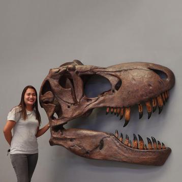 Giant T-rex Skull – Wall Decor polyester - 160 cm beschikbaar voor biedingen