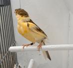 Kanaries te koop, Dieren en Toebehoren, Vogels | Kanaries, Mannelijk, Kleurkanarie