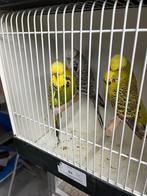 Engelse grasparkieten, Mannelijk, Parkiet