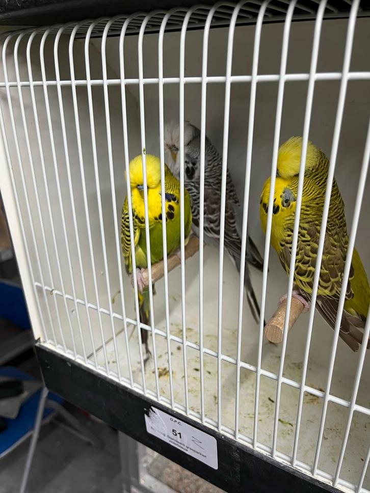 Engelse grasparkieten, Dieren en Toebehoren, Vogels | Parkieten en Papegaaien, Parkiet, Mannelijk