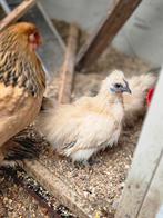 Zijdehoender kriel haantje, Mannelijk, Kip