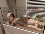 Compleet hamster hok. Mooi en schoon., Dieren en Toebehoren, Gebruikt, Hok, Hamster, 75 tot 110 cm