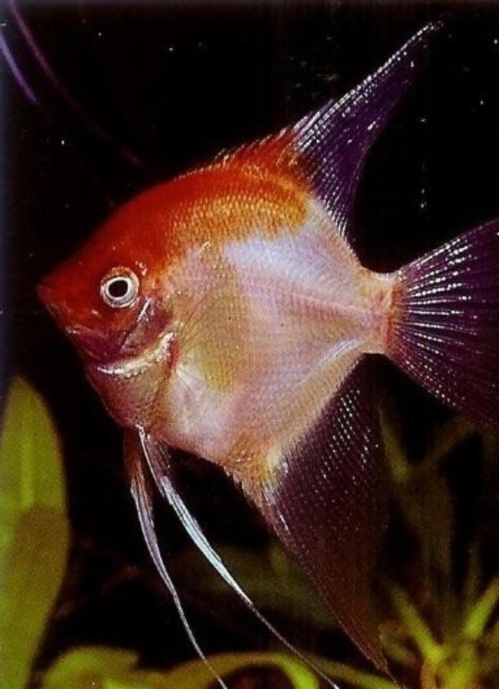 Maanvissen gezocht voor opvang, Dieren en Toebehoren, Vissen | Aquariumvissen, Zoetwatervis, Vis