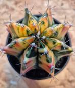 Cactus Gymnocalycium Mihanovichii XL High Color p10 (3), Ophalen of Verzenden, Cactus, Volle zon, Minder dan 100 cm