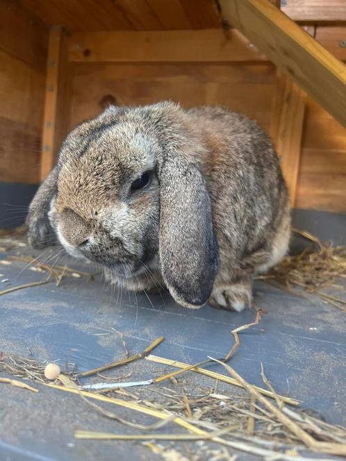 Konijn rammelaar, Dieren en Toebehoren, Konijnen, Middelgroot, Mannelijk, 0 tot 2 jaar, Hangoor