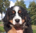 Prachtige Berner Sennen Pup. Stamboom Ouders, Dieren en Toebehoren, Overige rassen, 8 tot 15 weken, Teef, CDV (hondenziekte)
