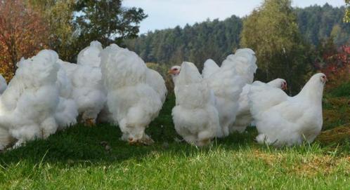 BRAHMA broedeieren wit groot ras 3€, Dieren en Toebehoren, Pluimvee, Overige soorten, Vrouwelijk