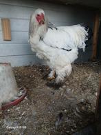 Jonge bramha Haan zwart wit columbia, Dieren en Toebehoren, Mannelijk, Kip