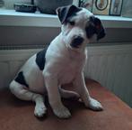 Boerenfox pups (nog 1 reutje), Dieren en Toebehoren, Rabiës (hondsdolheid), 8 tot 15 weken, Meerdere, Meerdere dieren