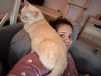 Herplaatster manny, Dieren en Toebehoren, Katten en Kittens | Dekkaters, 3 tot 5 jaar