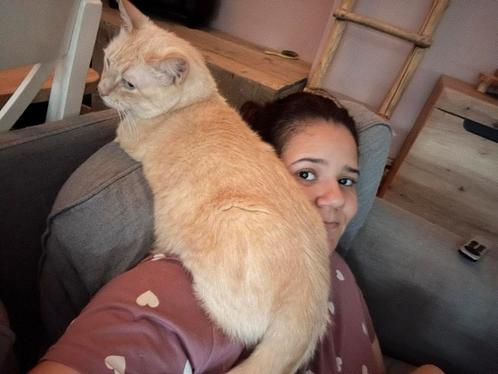 Herplaatster manny, Dieren en Toebehoren, Katten en Kittens | Dekkaters, 3 tot 5 jaar