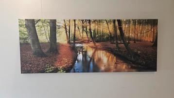 Canvas Fotokunst herfstbos lichtinval beschikbaar voor biedingen