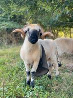 Walliser Schwarznase ram, Dieren en Toebehoren, Schapen, Geiten en Varkens, Mannelijk, Schaap