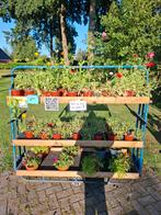 Gratis Planten!!! Weg is pech, Tuin en Terras, Planten | Tuinplanten, Ophalen, Zomer, Volle zon