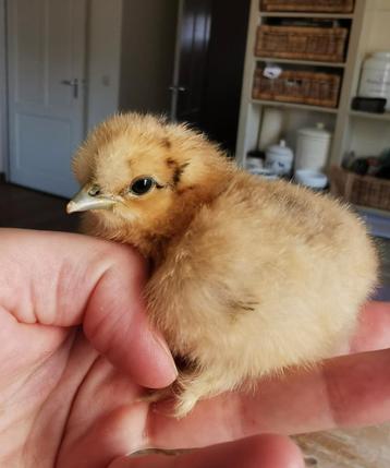 De allerliefste knuffelkipjes: zijdehoen krielkuikens 🐣 beschikbaar voor biedingen