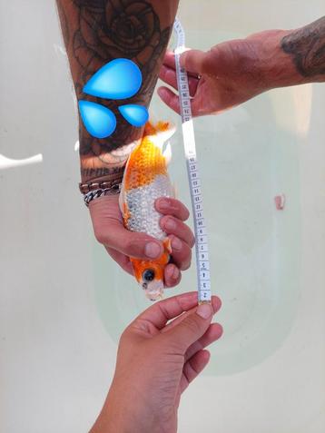 🌟Prachtige Special Koi 🌟 beschikbaar voor biedingen