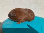Gladhaar rood, Dieren en Toebehoren, Augustus, Meerdere dieren, Cavia