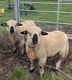 Hampshire Down ooi (lammeren), Vrouwelijk, Schaap, 0 tot 2 jaar