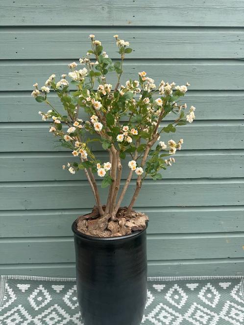 Kunst Rozenboom  handmade - Realistisch & Sfeervol, Huis en Inrichting, Woonaccessoires | Kunstplanten en Kunstbloemen, Nieuw