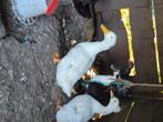 Oud hollandse kuifeenden, Dieren en Toebehoren, Pluimvee, Meerdere dieren, Eend