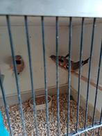 Spitsstaartamadine 2025., Dieren en Toebehoren, Vogels | Overige Vogels, Meerdere dieren, Tropenvogel, Geringd