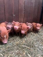 Kleine biggetjes, Dieren en Toebehoren, Schapen, Geiten en Varkens, Mannelijk, Schaap