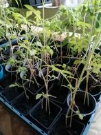 Tomaten plantjes voor maar 1 euro per stuk groot en klein., Ophalen, Volle zon, Groenteplanten, Eenjarig