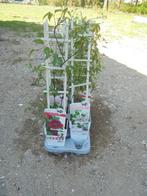 diverse soorten clematis, Tuin en Terras, Planten | Tuinplanten, Volle zon, Vaste plant, Ophalen of Verzenden, Klimplanten
