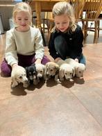 Langharige dwergteckel cream reutje, Dieren en Toebehoren, Reu, CDV (hondenziekte), 8 tot 15 weken, Dwerg