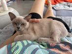 Lilac Burmees kitten (België), Dieren en Toebehoren, Kater, Gechipt, 0 tot 2 jaar