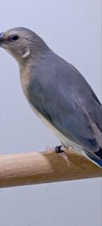 Blauw Gouldamadine te koop, Dieren en Toebehoren, Vogels | Overige Vogels, Mannelijk, Geringd