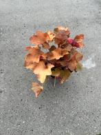 Heuchera Caramel, Ophalen, Bodembedekkers, Vaste plant, Halfschaduw