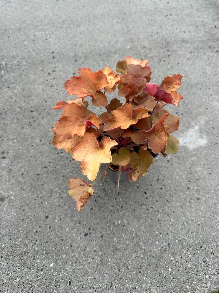 Heuchera Caramel, Tuin en Terras, Planten | Tuinplanten, Vaste plant, Bodembedekkers, Halfschaduw, Zomer, Ophalen