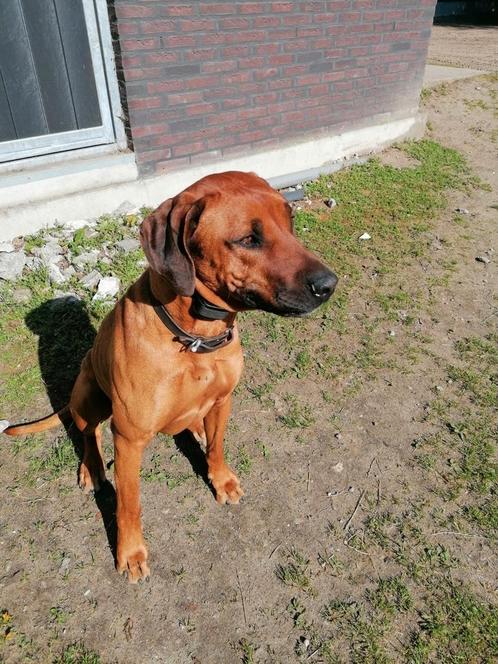Rhodesian Ridgeback  herplaatsing, Dieren en Toebehoren, Honden | Bulldogs, Pinschers en Molossers, Reu, Overige rassen, Particulier