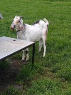 Nubische bok, Dieren en Toebehoren, Schapen, Geiten en Varkens, Mannelijk, Geit