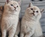 Britse korthaar kittens katertjes, Dieren en Toebehoren, Katten en Kittens | Raskatten | Korthaar, Kater, Ontwormd, 0 tot 2 jaar