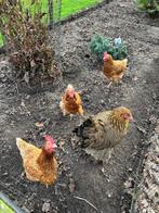 Gratis kippen, Vrouwelijk, Kip