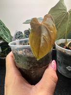 Anthurium papillilaminum, Huis en Inrichting, Ophalen of Verzenden, Overige soorten, Minder dan 100 cm