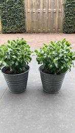 Vetplanten, Ophalen, Overige soorten, Minder dan 100 cm
