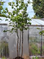 Amberboom meerstam, Bloeit niet, Overige soorten, 100 tot 250 cm, Ophalen