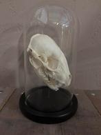 Mooie stolp met een wasbeer schedel, Verzamelen, Ophalen of Verzenden, Nieuw, Wild dier, Schedel