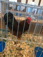 Barnevelder kriel haan mahonie rood bruin, Dieren en Toebehoren, Mannelijk, Kip