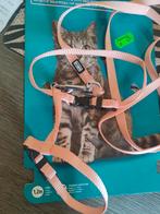 Kattentuigje, Dieren en Toebehoren, Ophalen, Nieuw